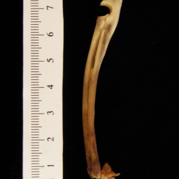 eastern-cottontail-rabbit-sylvilagus-floridanus-left-ulna-and-radius-lateral-flmnh-collecti