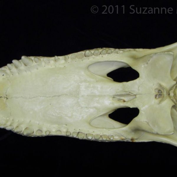 alligator_(alligator_mississippiensis),_cranium,_inferior,_cofc_osteological_collection