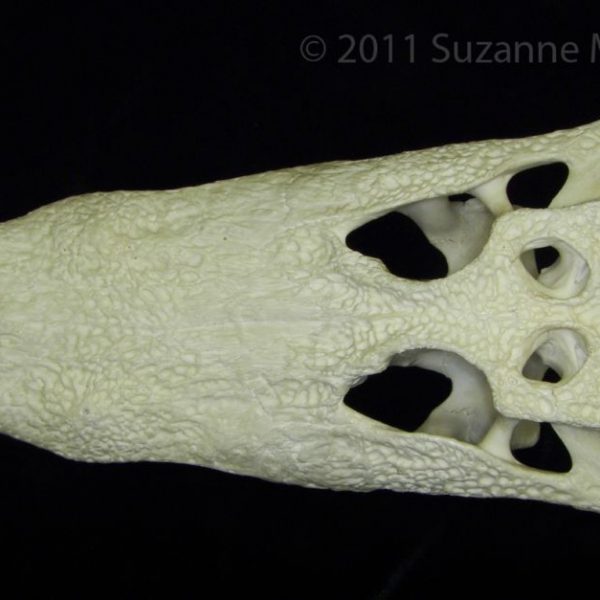 alligator_(alligator_mississippiensis),_cranium,_superior,_cofc_osteological_collection