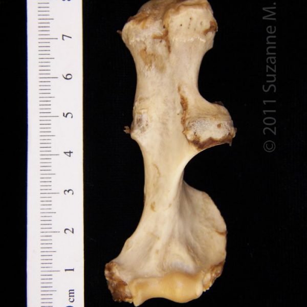 american_beaver_(castor_canadensis),_left_humerus,_lateral,_flmnh_23827