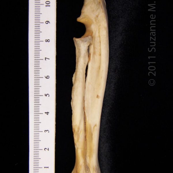american_beaver_(castor_canadensis),_left_radius_and_ulna,_lateral,_flmnh_23827