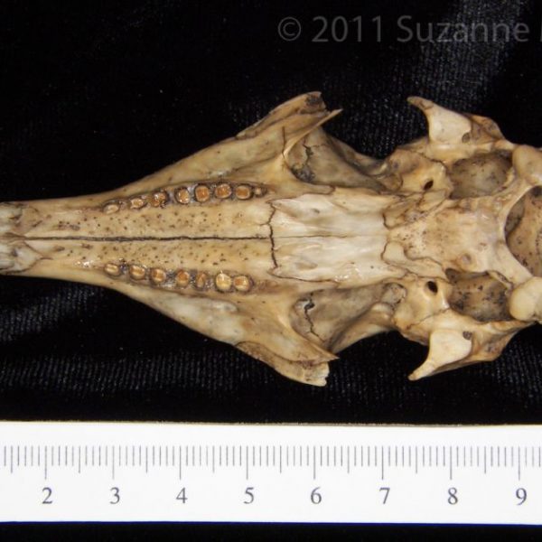 armadillo_(dasypus_novemcinctus),_cranium,_inferior,_abel_collection_(zygoma_missing)_copy