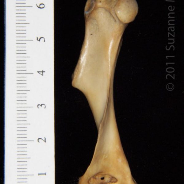 armadillo_(dasypus_novemcinctus),_left_humerus,_posterior,_abel_collection