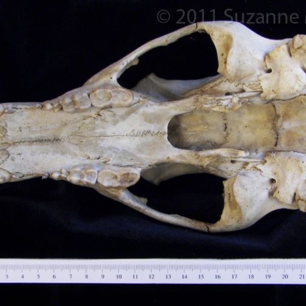 black_bear_(ursus_americanus),__cranium,__inferior,__flmnh_collection_28420_copy