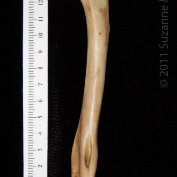 bobcat_(lynx_rufus),_left_humerus,_anterior,_abel_collection