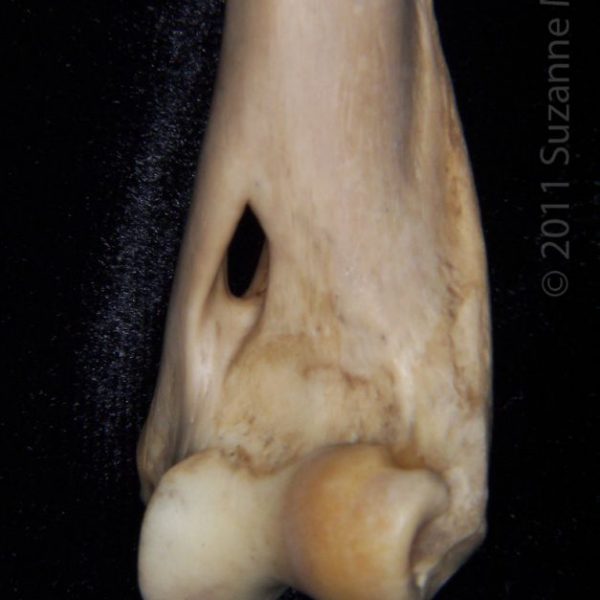 bobcat_(lynx_rufus),_left_humerus,_close-up_of_distal_aspect,_abel_collection
