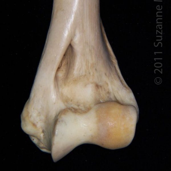 bobcat_(lynx_rufus),_left_humerus,_close-up_of_distolateral_aspect,_abel_collection