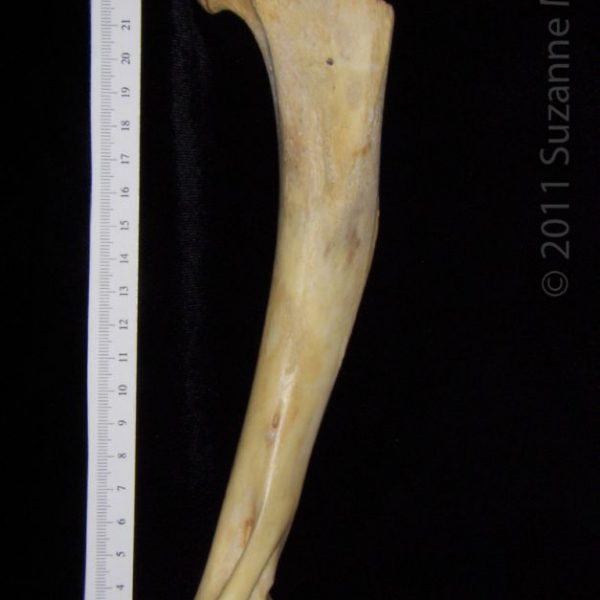 florida_panther_(puma_concolor),_left_humerus,_anterior,_flmnh_collection_30431