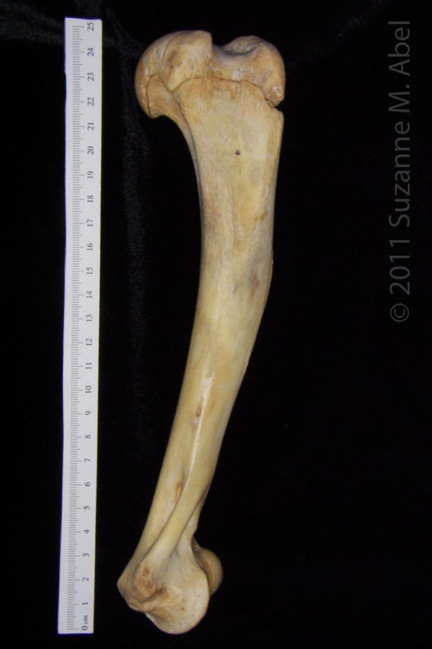 http://www.boneid.net/wp-content/uploads/2016/04/florida_panther_puma_concolor_left_humerus_anterior_flmnh_collection_30431.jpg