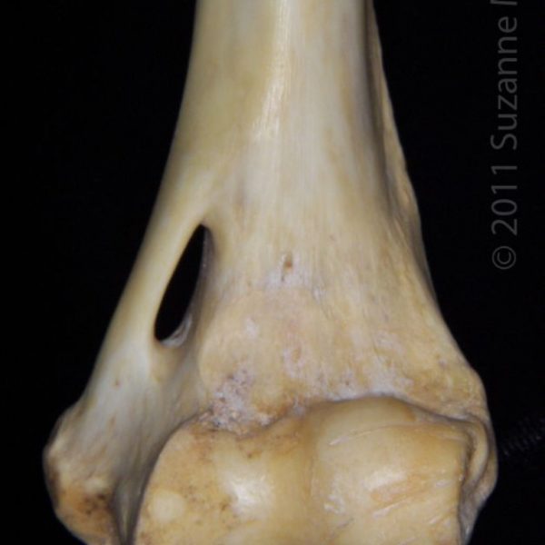 florida_panther_(puma_concolor),_left_humerus,_close-up_of_distolateral_surface,_flmnh_collection