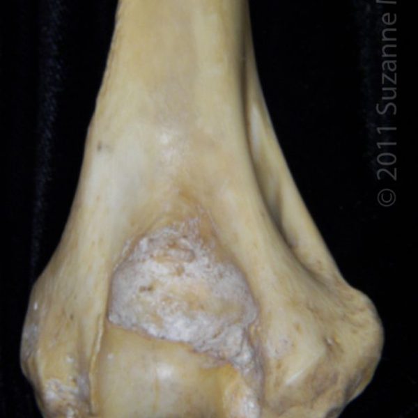 florida_panther_(puma_concolor),_left_humerus,_close-up_of_distomedial_surface,_flmnh_collection_