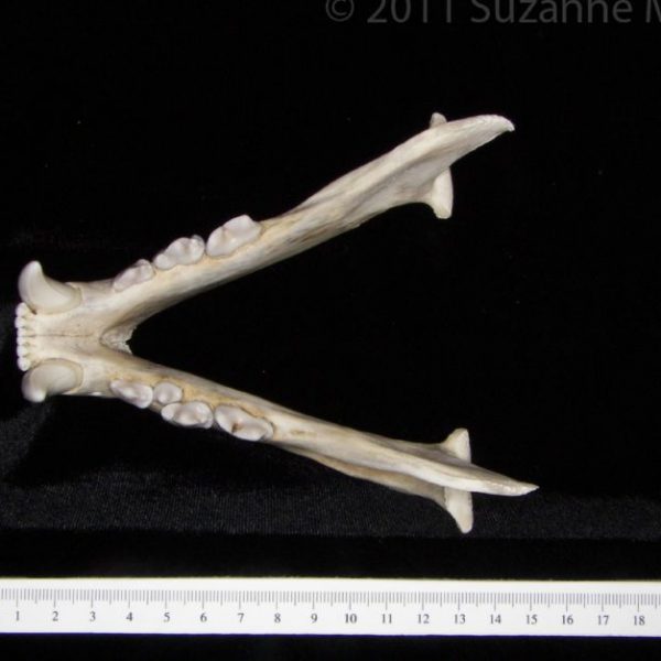 florida_panther_(puma_concolor),_mandible_(this_specimen_has_a_retained_deciduous_premolar),_supe