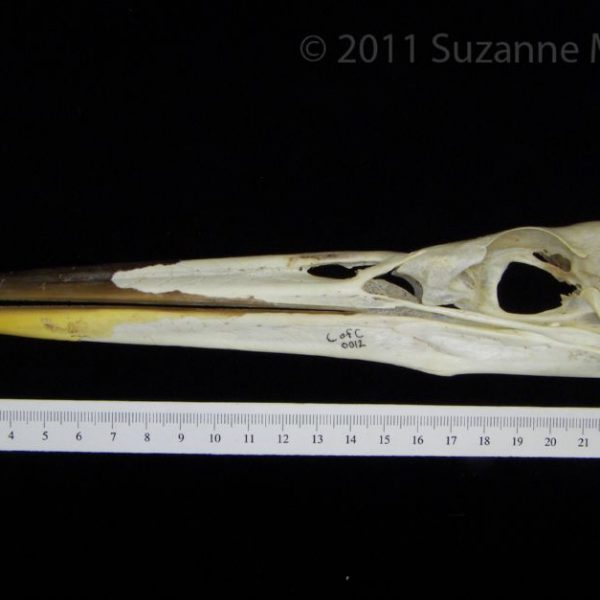 great_blue_heron_(ardea_herodias),_skull,_lateral,_cofc_osteological_collection_0012
