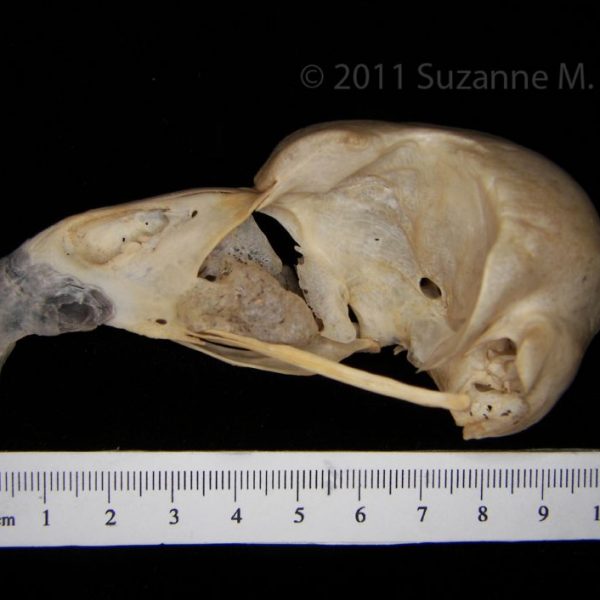 great_horned_owl_(bubo_virginianus),_cranium,_lateral,_abel_collection