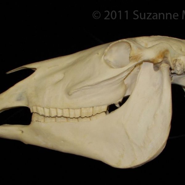 horse_(equus_caballus),_skull,_lateral,_cofc_osteological_collection