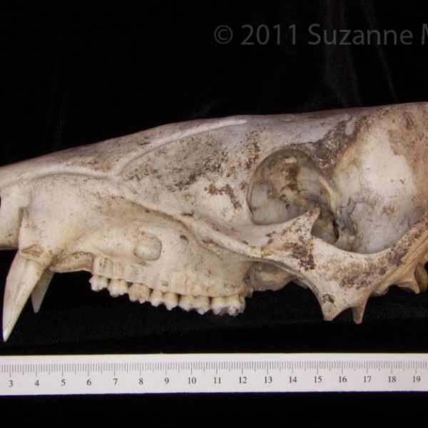 javelina_(peccary_angulatus),_cranium,_lateral,_abel_collection