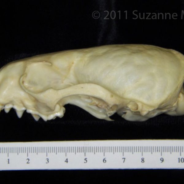 river_otter_(lutra_canadensis),_cranium,_lateral,_cofc_osteological_collection_0009