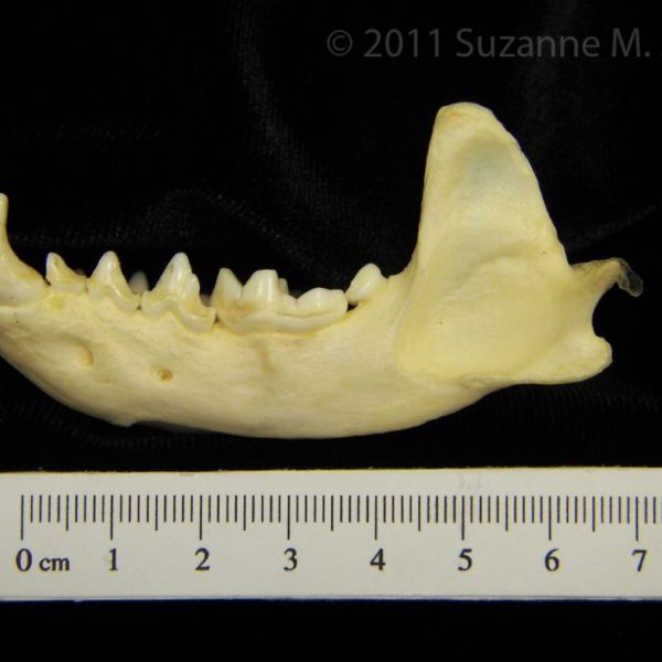 river_otter_(lutra_canadensis),_left_mandible,_lateral,_cofc_osteological_collection_0009
