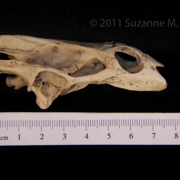 softshell_turtle,_cranium,_lateral,_abel_collection