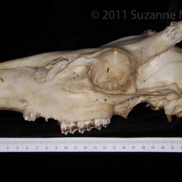 white-tailed_deer_(odocoileus_virginianus),_cranium,_lateral,_abel_collection