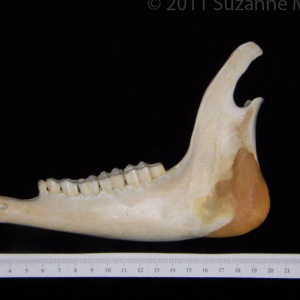 white-tailed_deer_(odocoileus_virginianus),_left_mandible,_lateral,_abel_collection