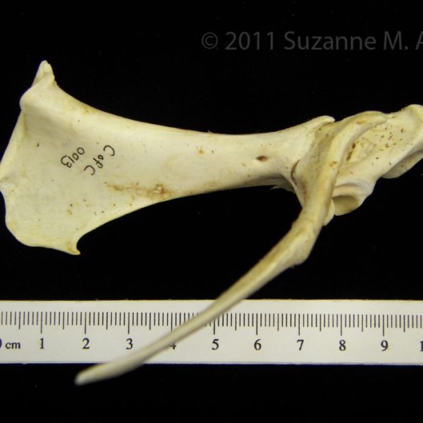 brown_pelican_(pelecanus_occidentalis),_right_corocoid_and_scapula,_lateral,_cofc_osteological_co