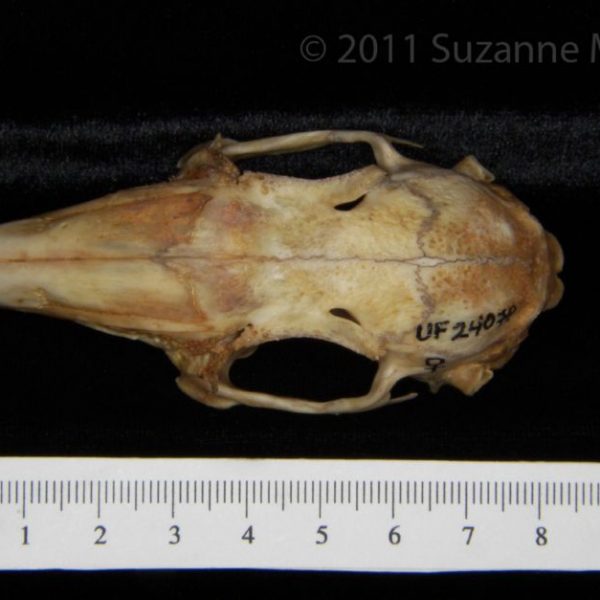 eastern_cottontail_rabbit_(sylvilagus_floridanus),_cranium,_superior,_flmnh_collection_24079