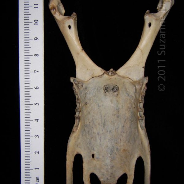 great_horned_owl_(bubo_virginianus),_sternum_with_corocoids,_dorsal,_abel_collection