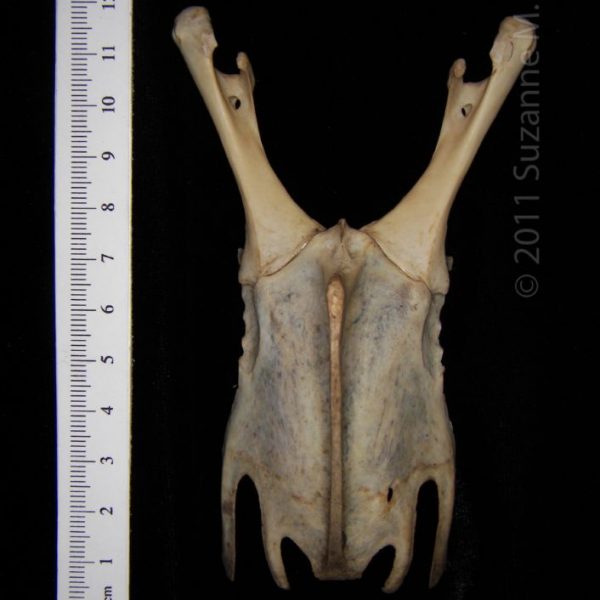 great_horned_owl_(bubo_virginianus),_sternum_with_corocoids,_ventral,_abel_collection