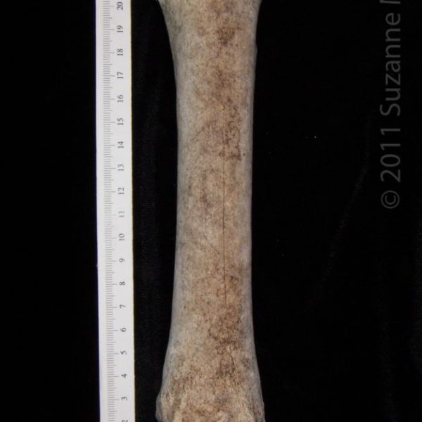 horse_(equus_caballus),_metacarpal,_anterior,_abel_collection