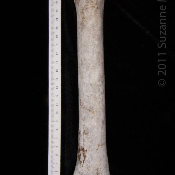 horse_(equus_caballus),_metatarsal,_anterior,_abel_collection