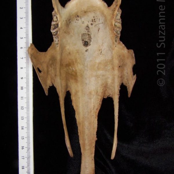 wild_turkey_(meleagris_gallopavo),_sternum,_dorsal,_abel_collection