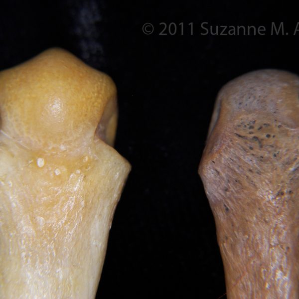 3rd metacarpals, proximal dorsal surface.  Left, Black bear (Ursus americanus), FLMNH 6748.  Right, Human (Homo sapiens), CCCO