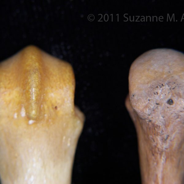3rd metacarpals, proximal palmar surface.  Left, Black bear (Ursus americanus), FLMNH 6748.  Right, Human (Homo sapiens), CCCO