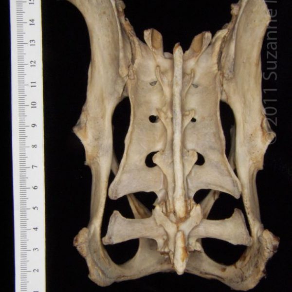 american_beaver_(castor_canadensis),_pelvis,_posterior,_postmortem_damage_to_right_ilium,_flmnh_2