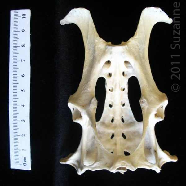 armadillo_(dasypus_novemcinctus),_pelvis,_anterior,_abel_collection