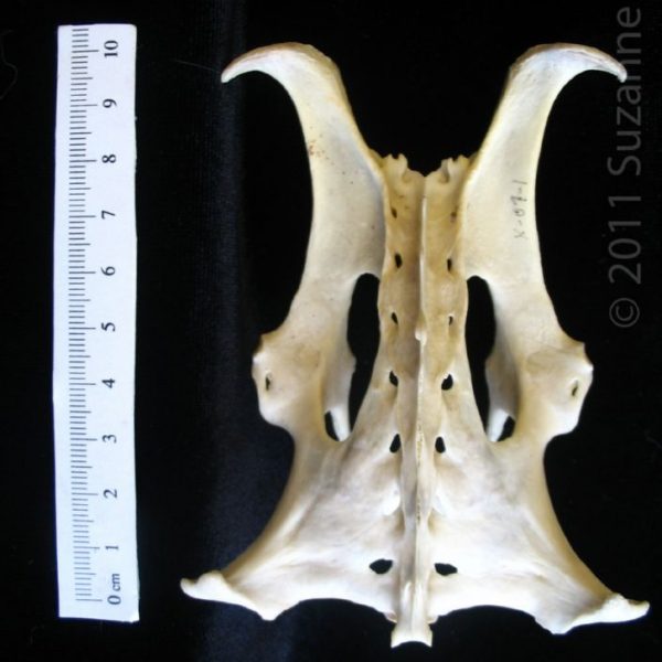 armadillo_(dasypus_novemcinctus),_pelvis,_posterior,_abel_collection