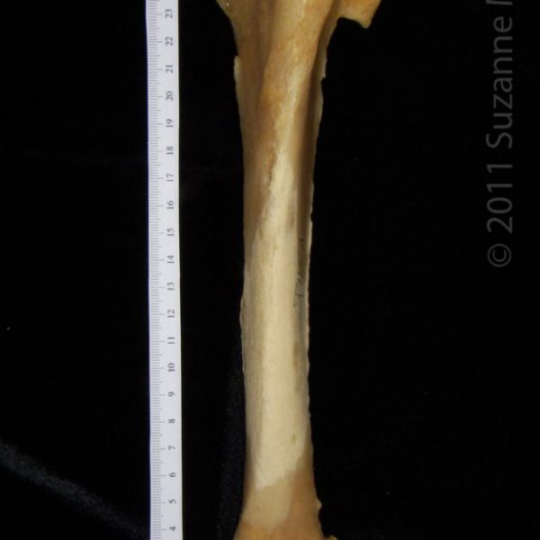 black_bear_(ursus_americanus),_left_tibia,__anterior,__flmnh_collection_5639