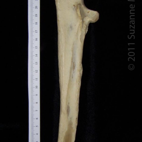 black_bear_(ursus_americanus),_right_ulna_(with_disarticulation_defect),_leteral,_flmnh_collectio