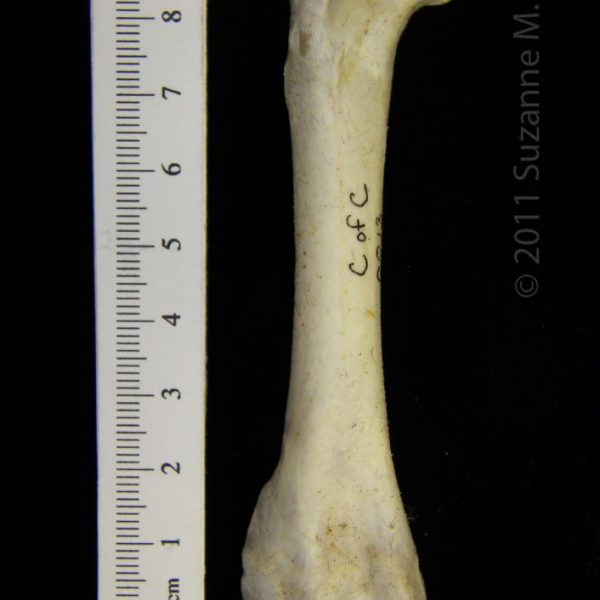 brown_pelican_(pelecanus_occidentalis),_right_femur,_anterior,_cofc_osteological_collection_0013