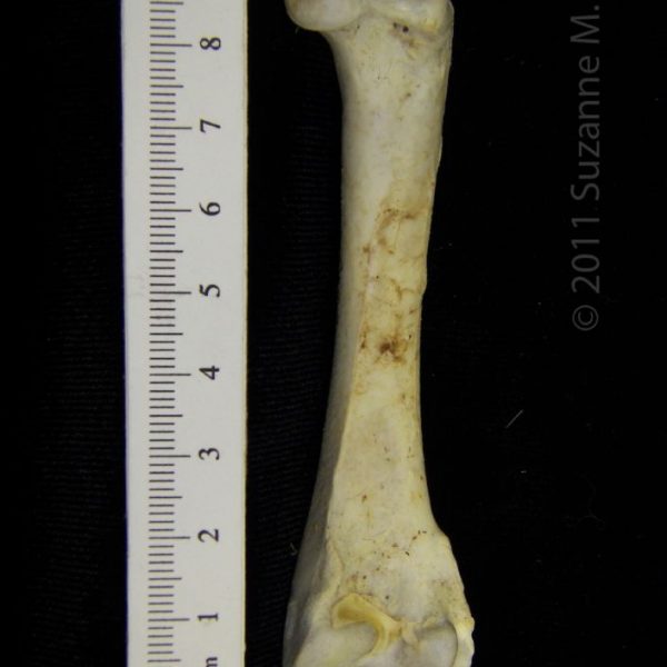 brown_pelican_(pelecanus_occidentalis),_right_femur,_posterior,_cofc_osteological_collection_0013