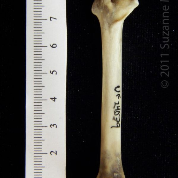 eastern_cottontail_rabbit_(sylvilagus_floridanus),_left_femur,__posterior,_flmnh_collection_24079