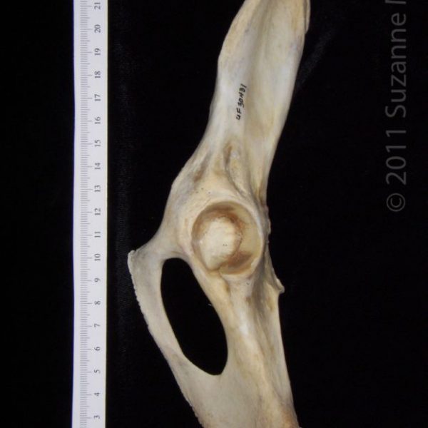 florida_panther_(puma_concolor),_left_innominate,_ventral,_flmnh_collection_30431