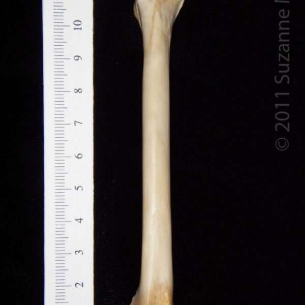 gray_fox_(urocyon_cineroargenteus),_left_femur,_anterior,_abel_collection