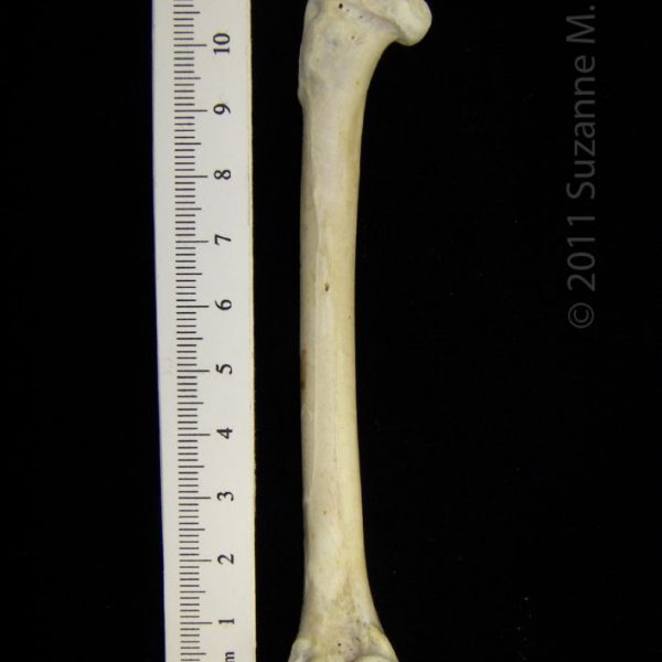 great_blue_heron_(ardea_herodias),_left_femur,_posterior,_cofc_osteological_collection_0012