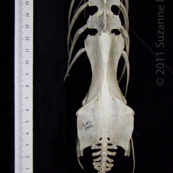 great_blue_heron_(ardea_herodias),_pelvis_(with_associated_vertebrae_and_ribs),_dorsal,_cofc_oste