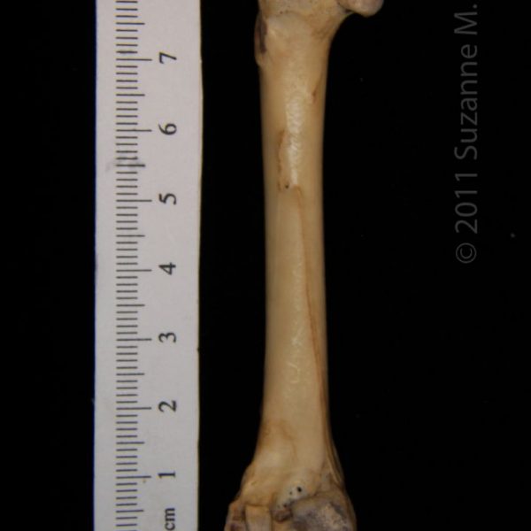 great_horned_owl_(bubo_virginianus),_left_femur,_posterior,_abel_collection