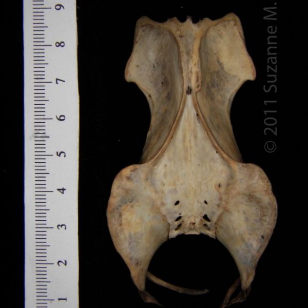 great_horned_owl_(bubo_virginianus),_pelvis,_dorsal,_abel_collection