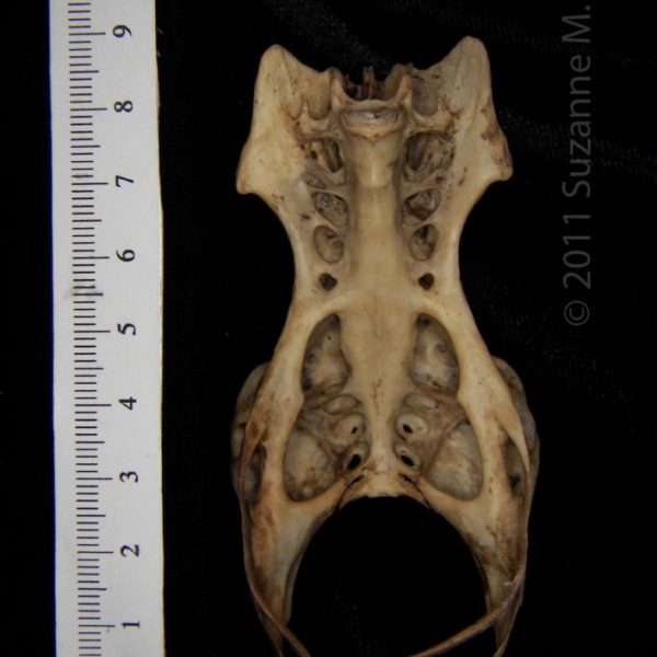 great_horned_owl_(bubo_virginianus),_pelvis,_ventral,_abel_collection