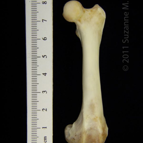 river_otter_(lutra_canadensis),_left_femur,_anterior,_cofc_osteological_collection_0009